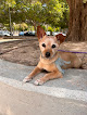 Negocio Chuli Pets Peluquería Canina