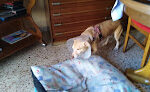 Clínica Veterinaria Ribarroja