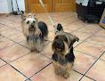 Negocio Interzoo Riba-roja 🐶🐱🐭 Peluquería Canina | Productos Para Mascotas | Comprar Pienso Para Perros Y Gatos