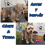 Negocio Peluquería Canina Y Tienda De Mascotas Villamascotas