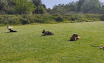 Residencia Canina Del Xiquet