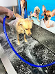 Negocio Spa Tu Perro Montserrat – Autolavado Y Cuidado De Mascotas
