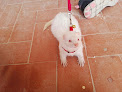 Negocio Todo Para Mascotas