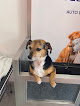 Negocio Washcot Peluquería Y Autolavado De Mascotas